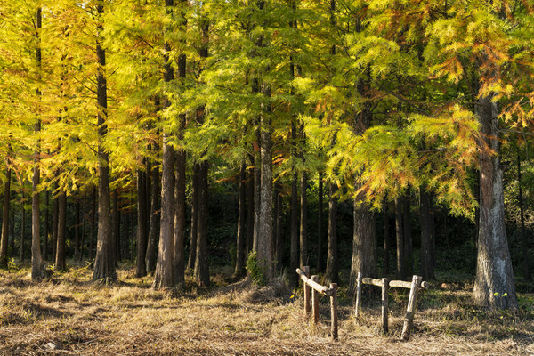 全国赏秋地图 来一场从北至南的追秋之旅AG旗舰厅最新版出发吧!跟着2025(图2) 全国赏秋地图 来一场从北至南的追秋之旅AG旗舰厅最新版出发吧!跟着2025(图2)