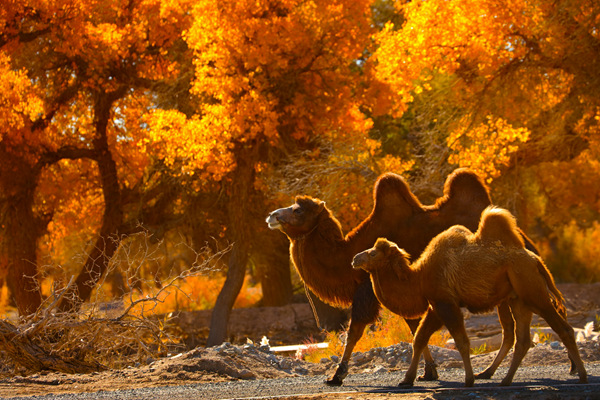 全国赏秋地图 来一场从北至南的追秋之旅AG旗舰厅最新版出发吧!跟着2025(图4) 全国赏秋地图 来一场从北至南的追秋之旅AG旗舰厅最新版出发吧!跟着2025(图4)